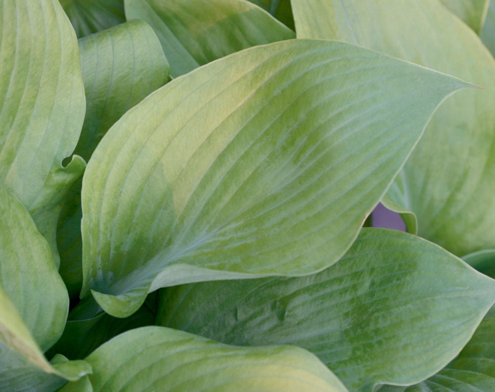 HOSTA &