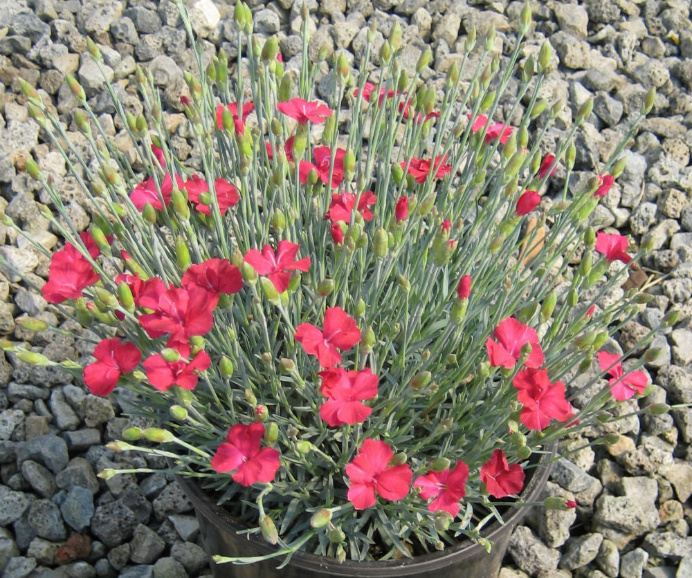 DIANTHUS &
