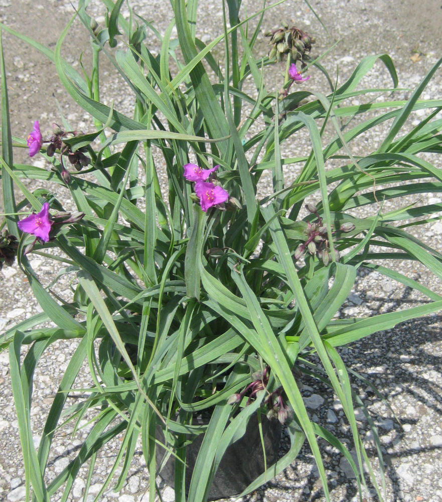 TRADESCANTIA &