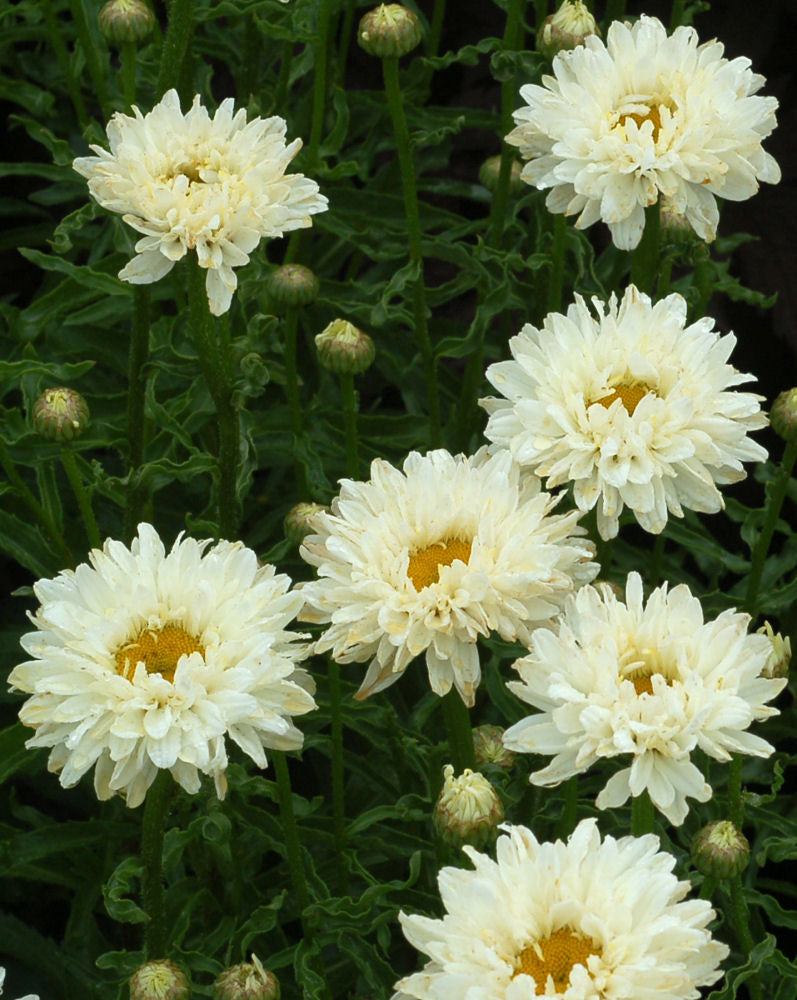 LEUCANTHEMUM &