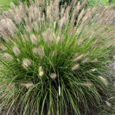 GRASS, PENNISETUM &