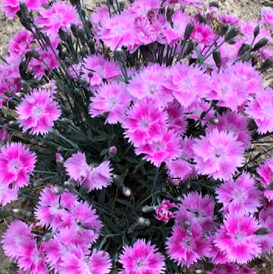DIANTHUS &