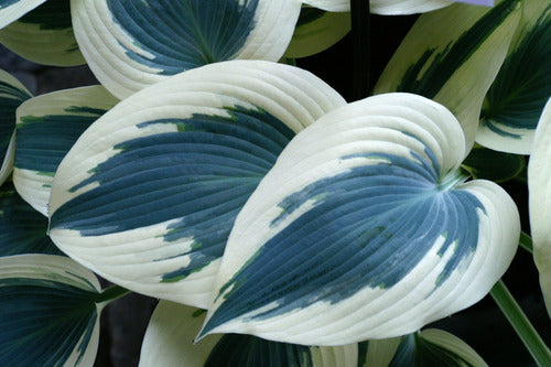 HOSTA &