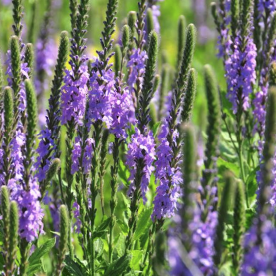 VERBENA STRICTA - 1 gallon (Hoary Vervain)