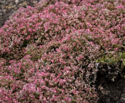 SEDUM &