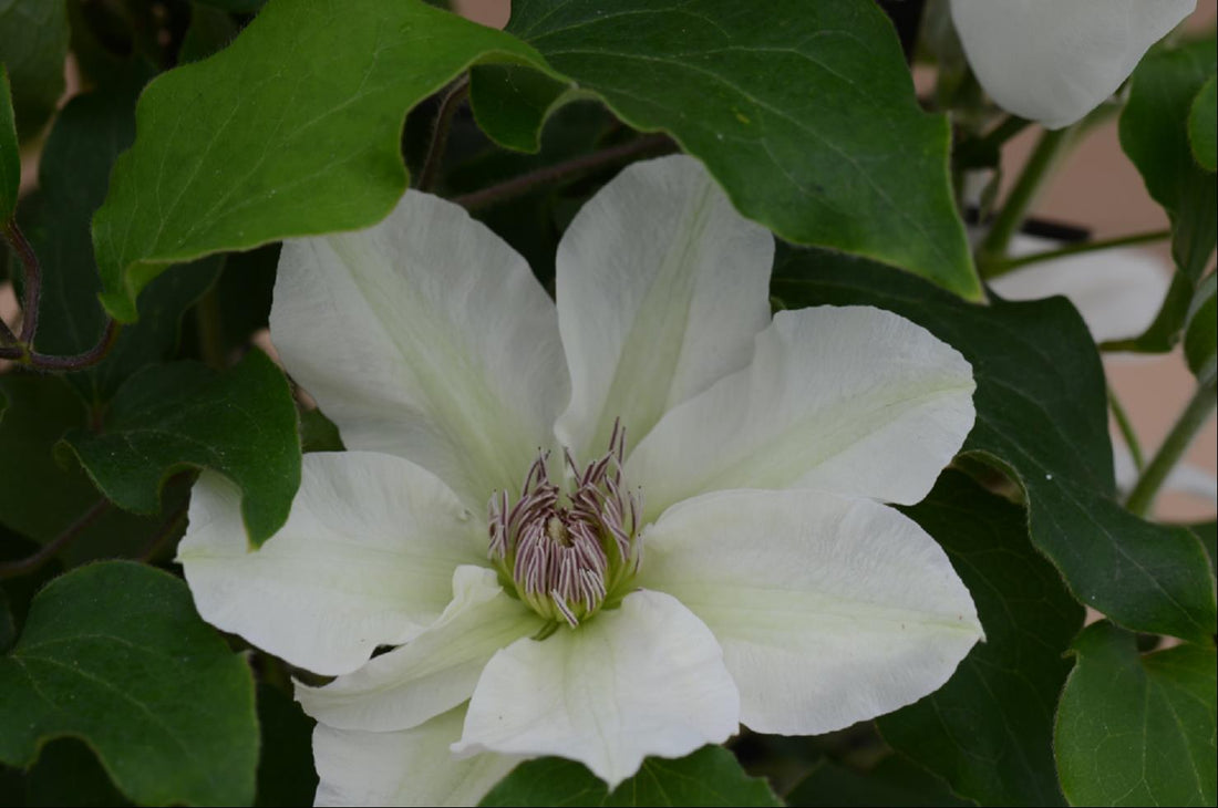 CLEMATIS &