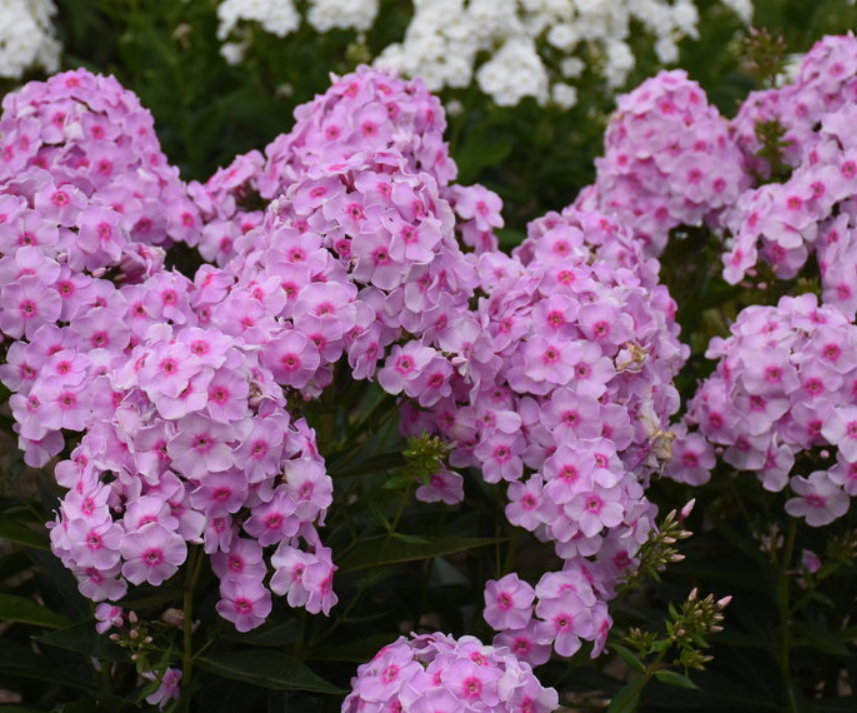 PHLOX &