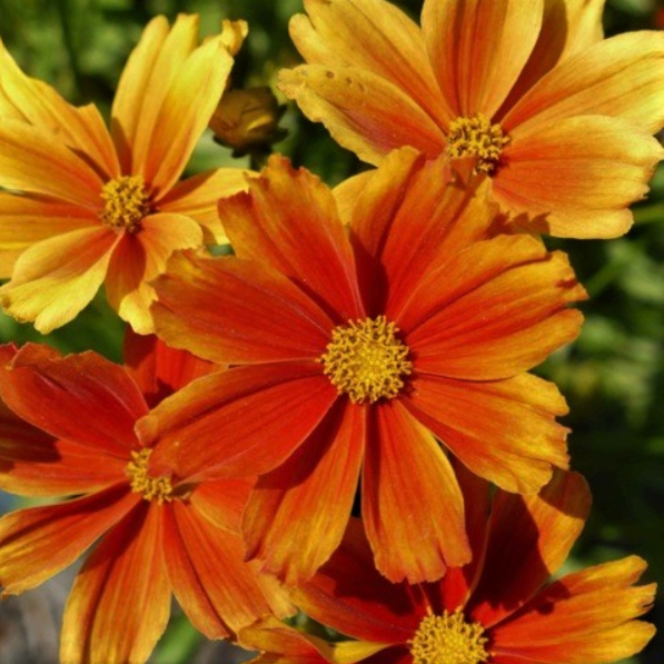 COREOPSIS &