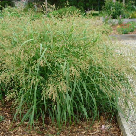 GRASS, PANICUM &
