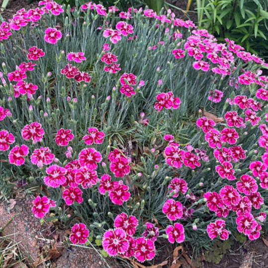 DIANTHUS &