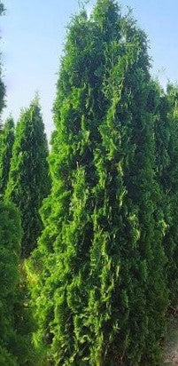 THUJA &