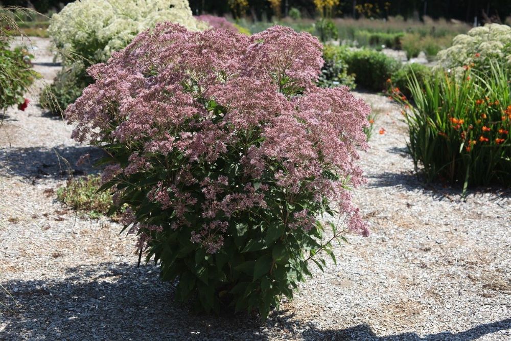EUPATORIUM &