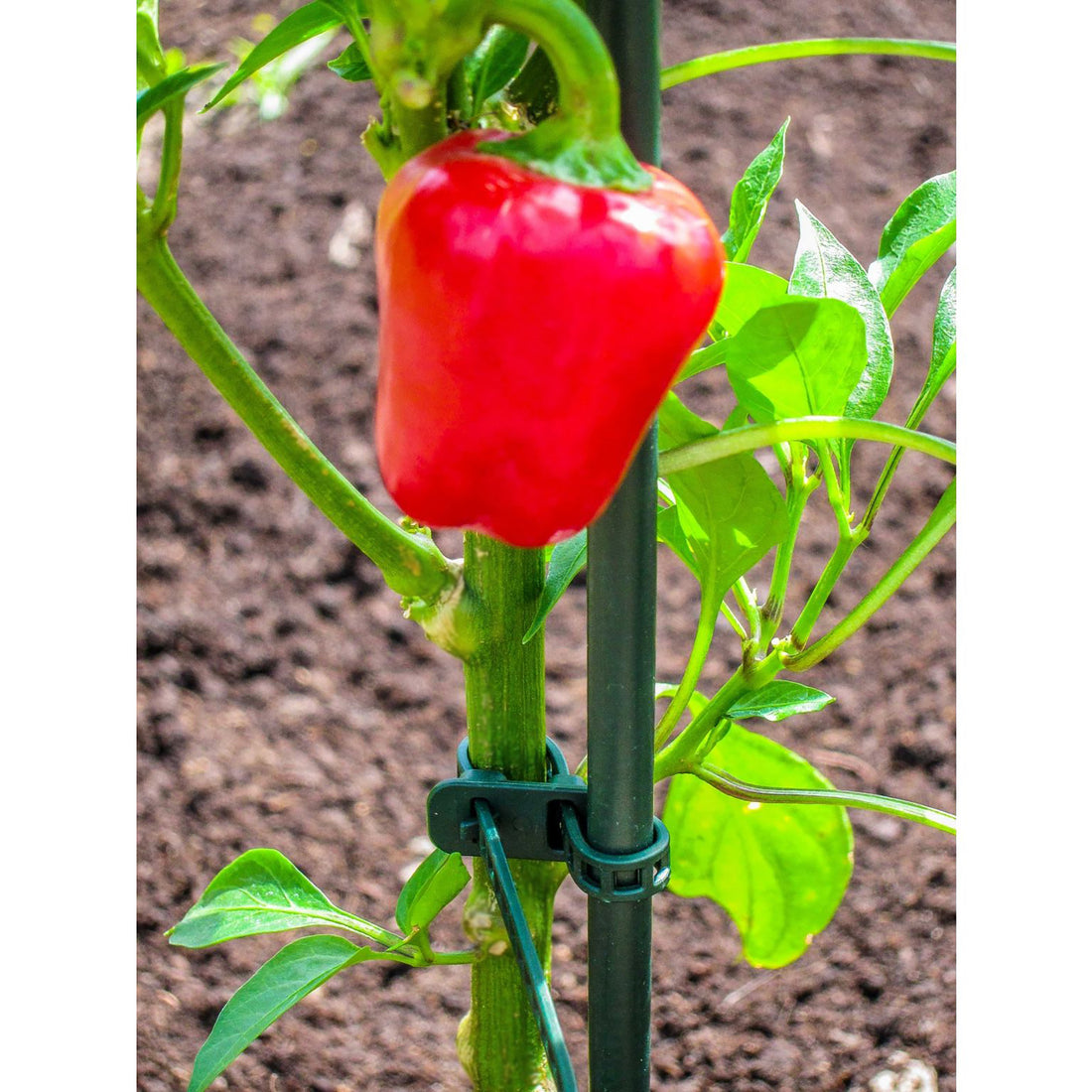 Plant Support Ties - 10"L, 15 pack