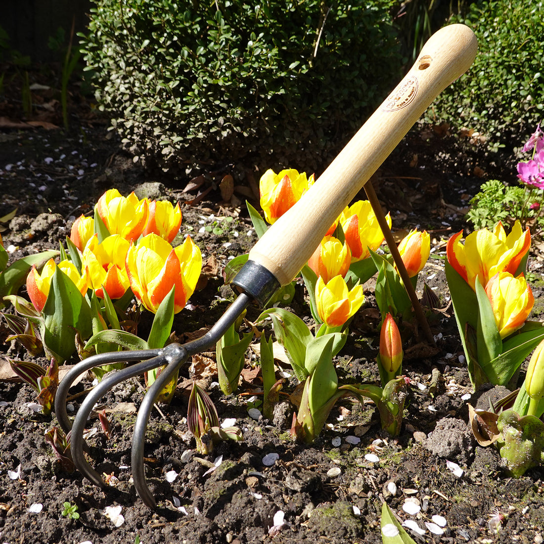 DeWit Cultivator with Midsize Handle