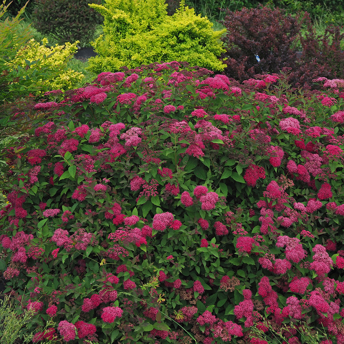Deciduous Shrubs