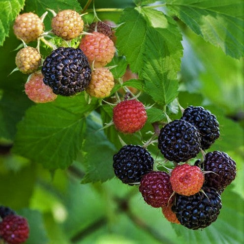 Fruits