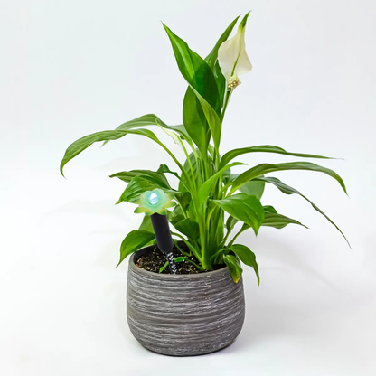 Plant Alarm Moisture Meter - Tall