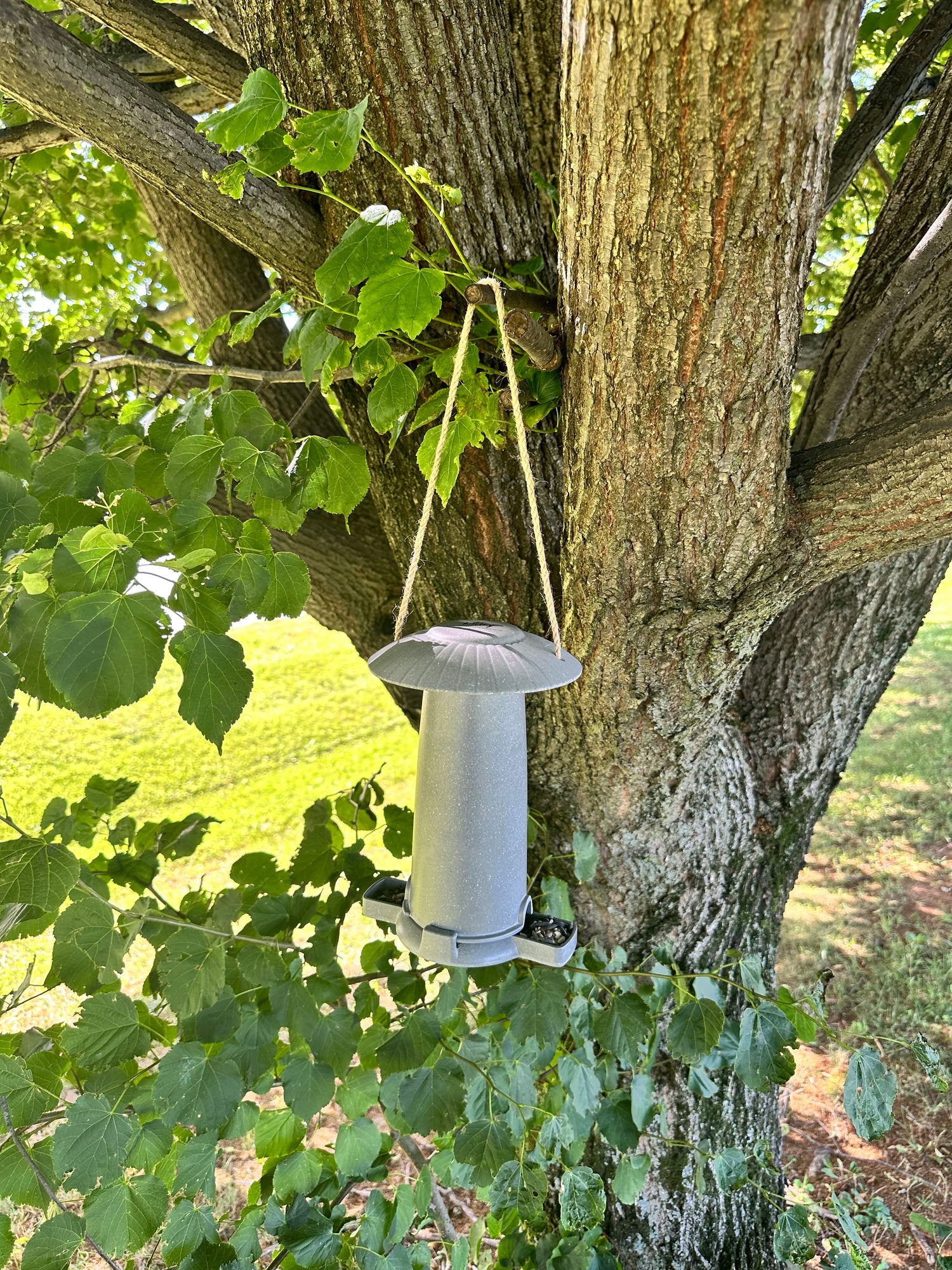 Seed Feeder - Straw
