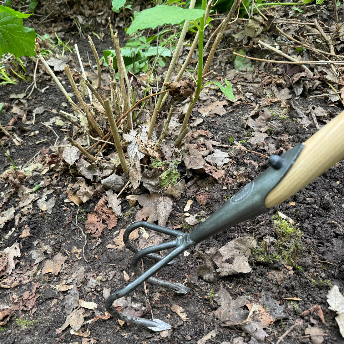 DeWit Cultivator - Flat 3-Tine with Long Handle