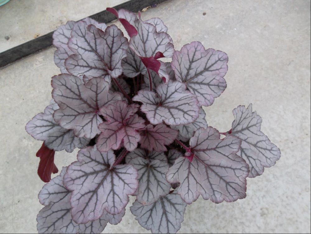 HEUCHERA &