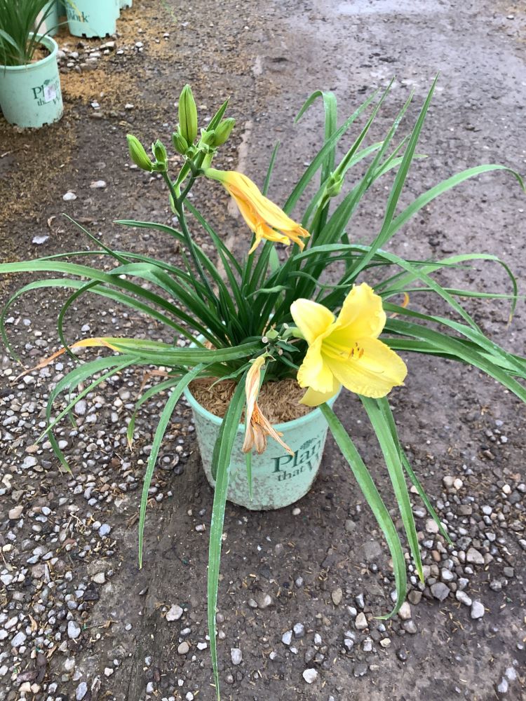 HEMEROCALLIS  &