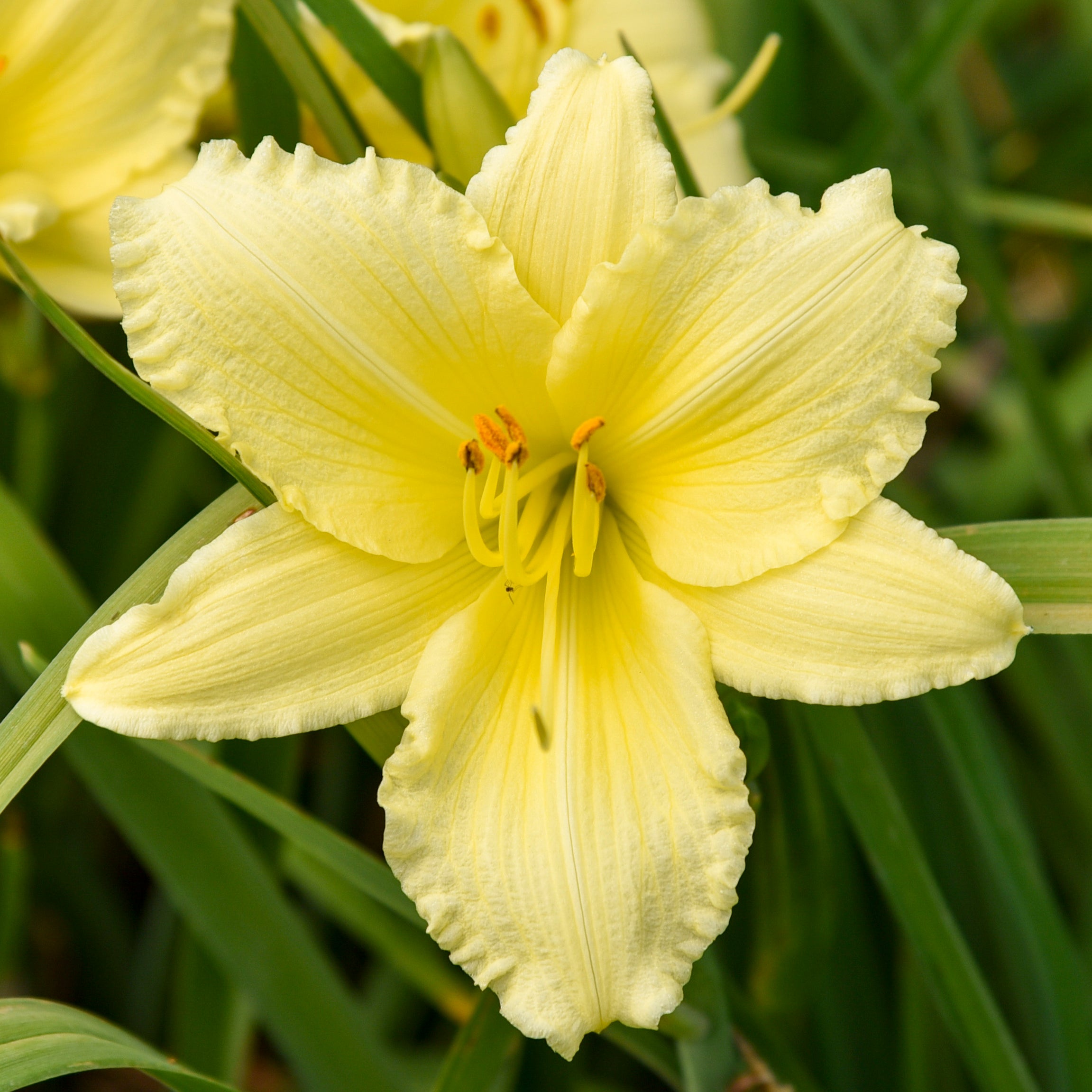 HEMEROCALLIS  &