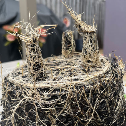 5" Round Self-Watering Bamboo Pot - Cream