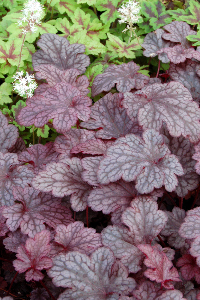HEUCHERA &