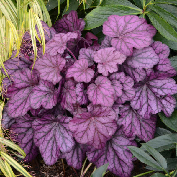 HEUCHERA &