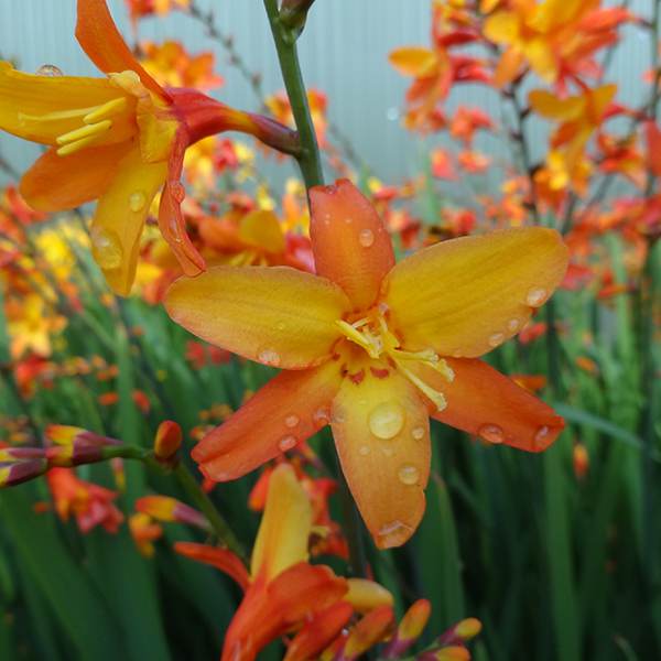 CROCOSMIA &