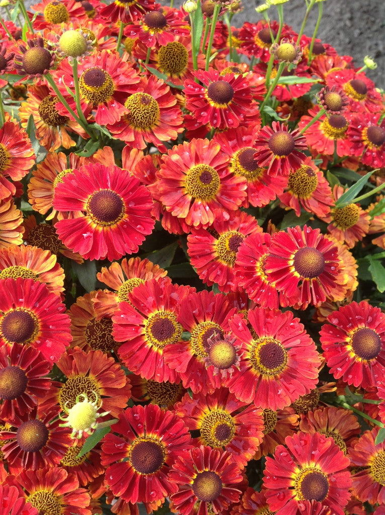 HELENIUM &