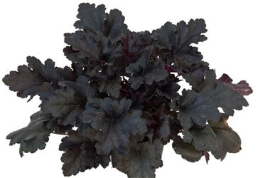 HEUCHERA &