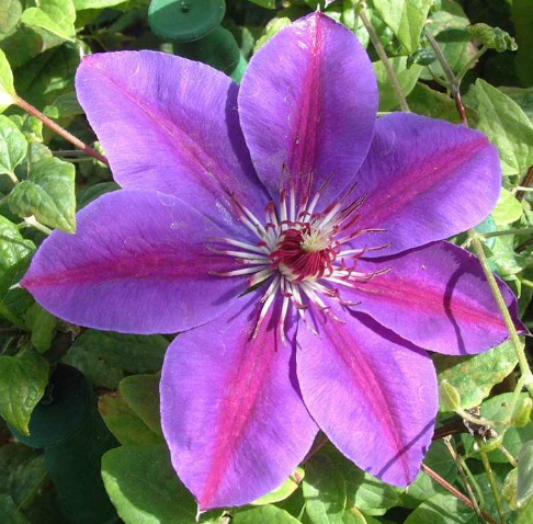 CLEMATIS &