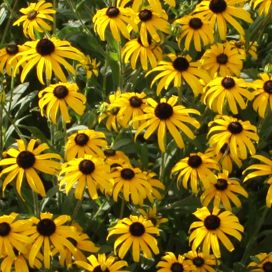 RUDBECKIA  &