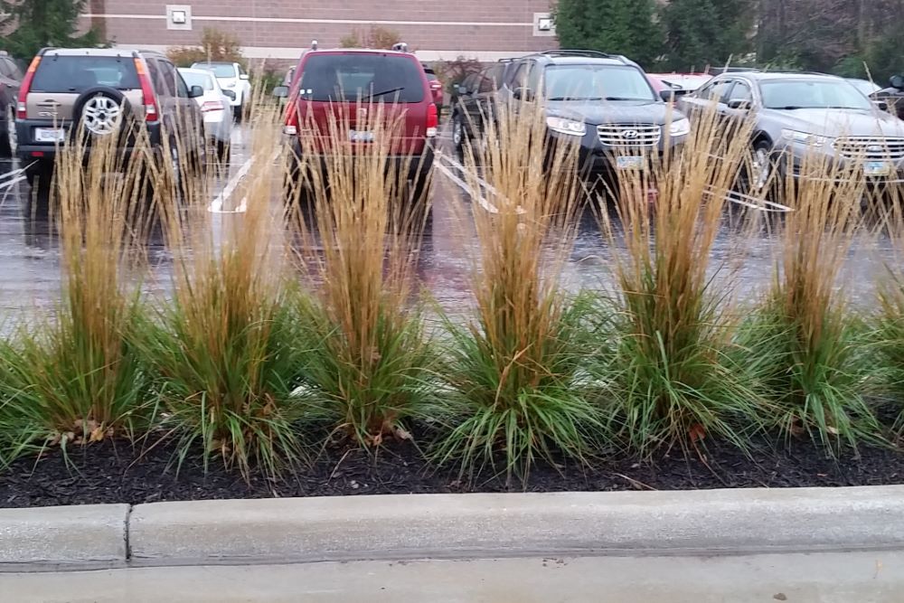 GRASS, CALAMAGROSTIS  &