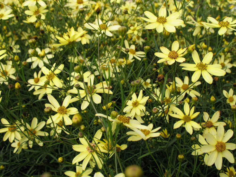 COREOPSIS  &