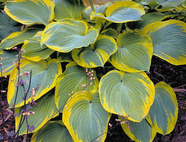 HOSTA &