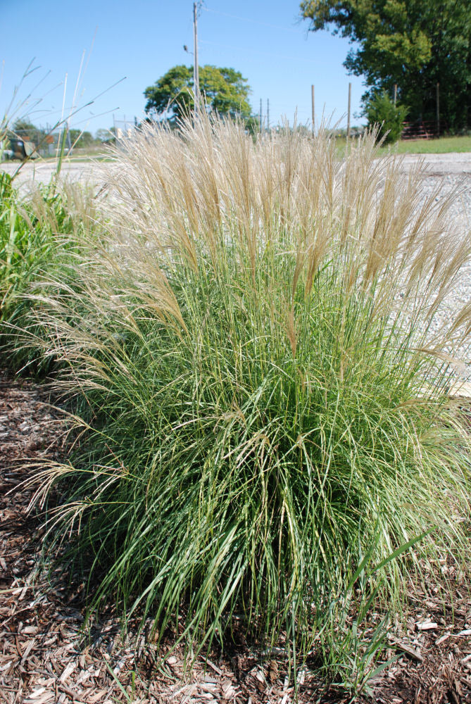 GRASS, MISCANTHUS  &