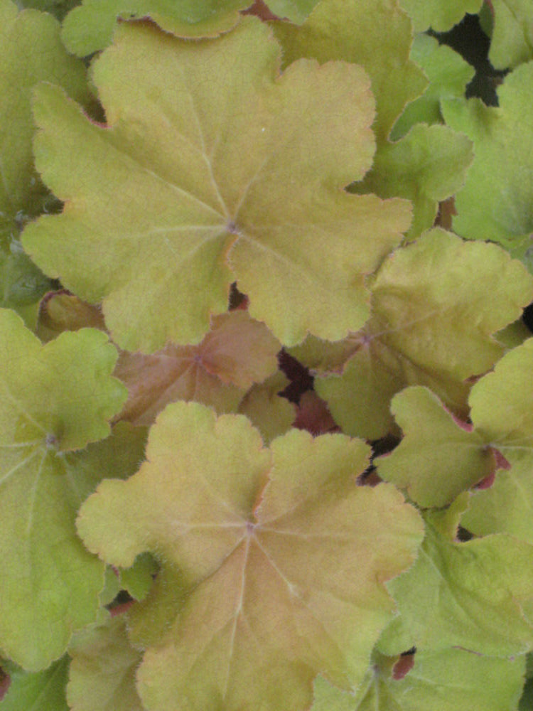 HEUCHERA &