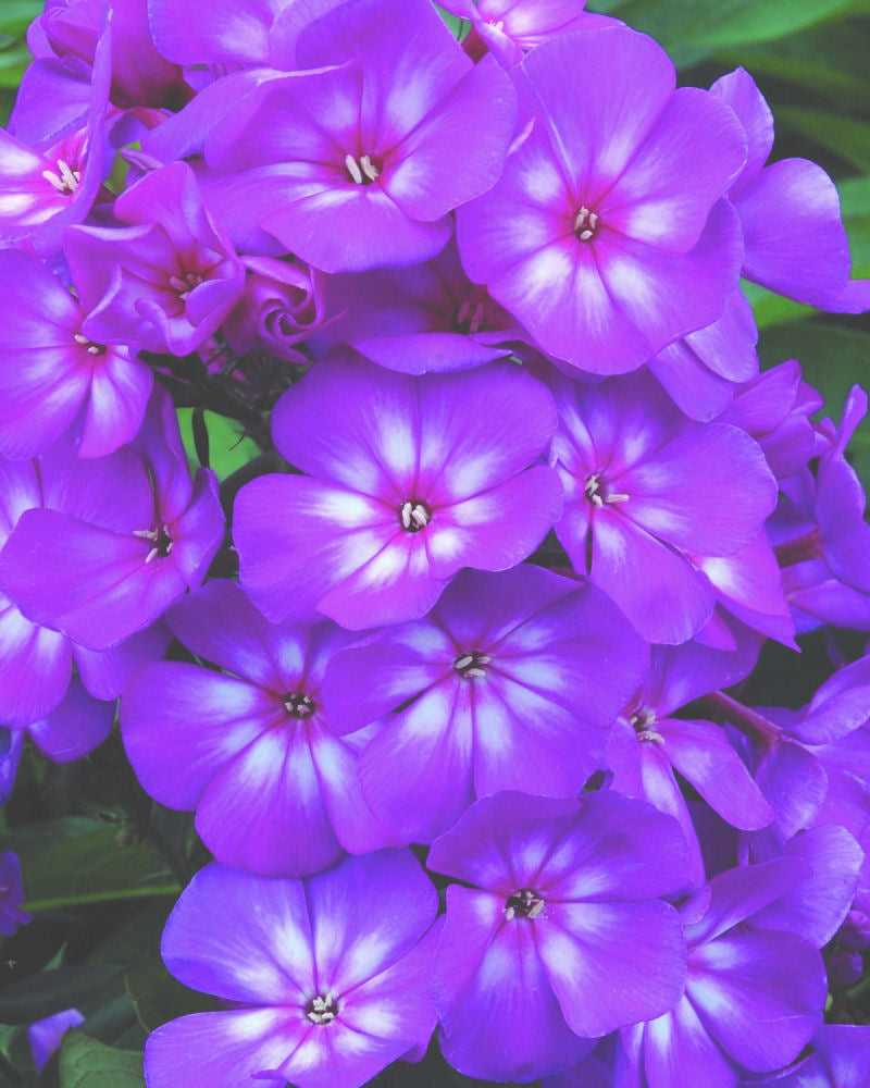 PHLOX &
