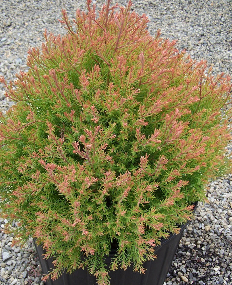 THUJA &