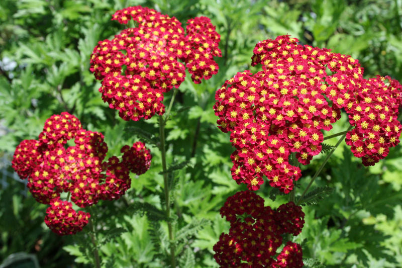 ACHILLEA &