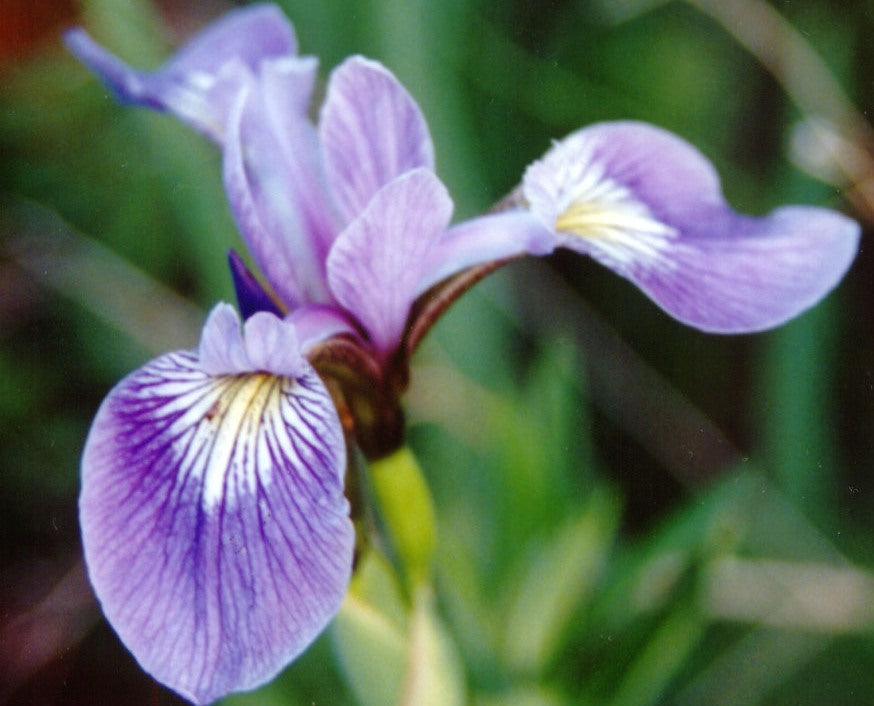 IRIS,  VERSICOLOR  - 1 gallon (Northern Blue Iris)
