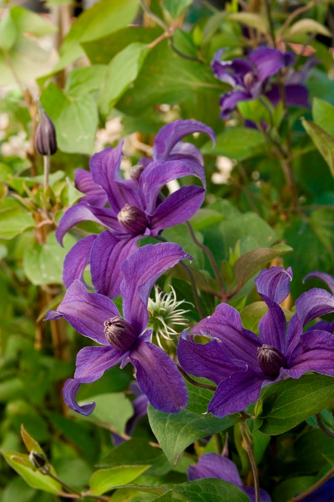 CLEMATIS &