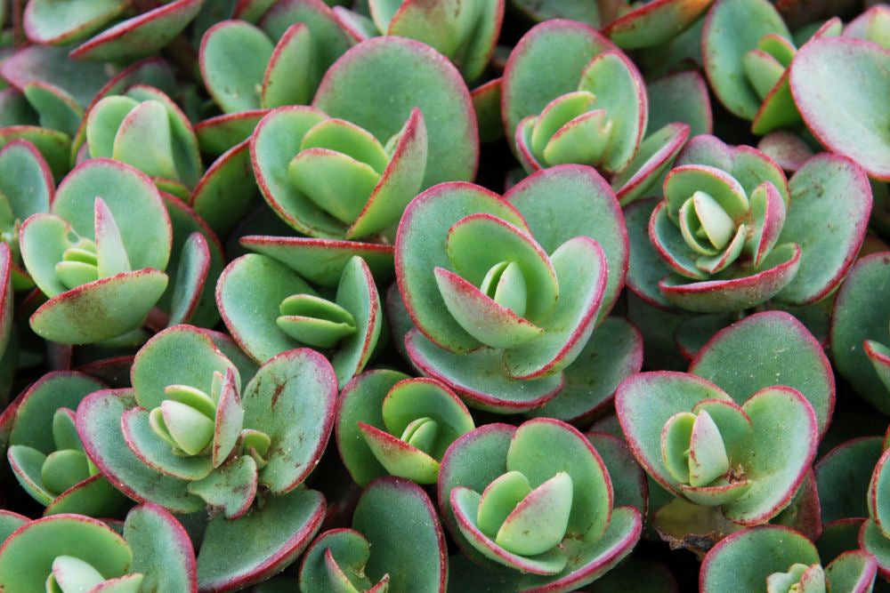 SEDUM &