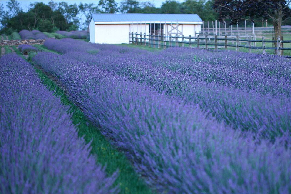 LAVANDULA  &