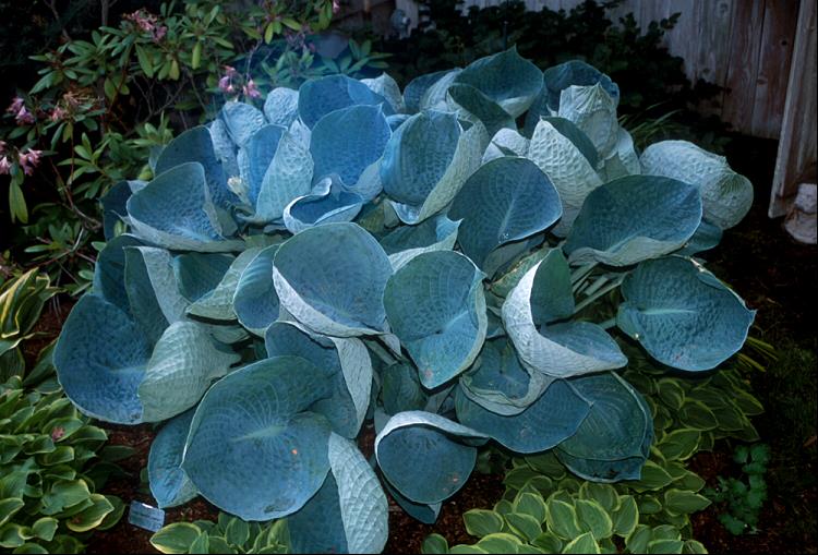 HOSTA &