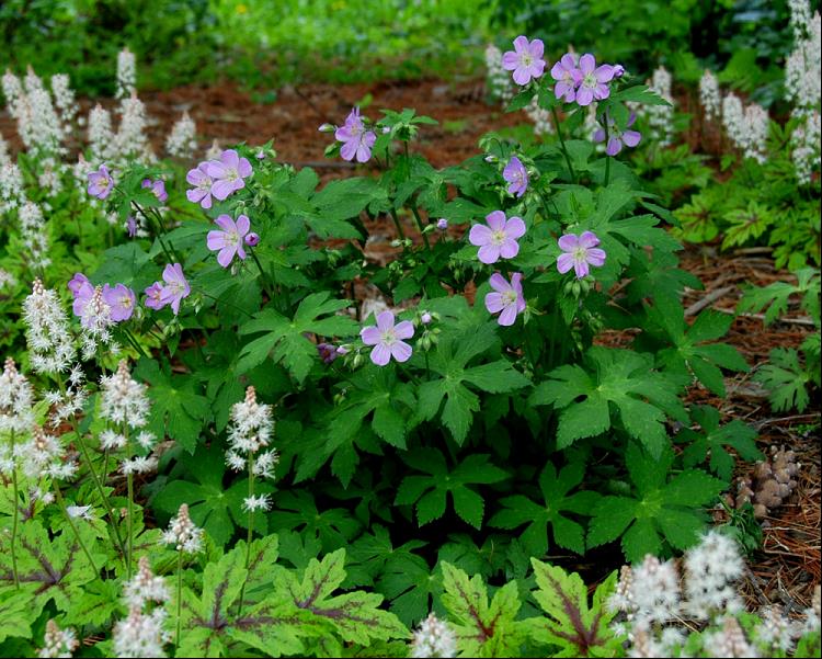 GERANIUM MACULATUM - 1 gallon (Cranesbill)