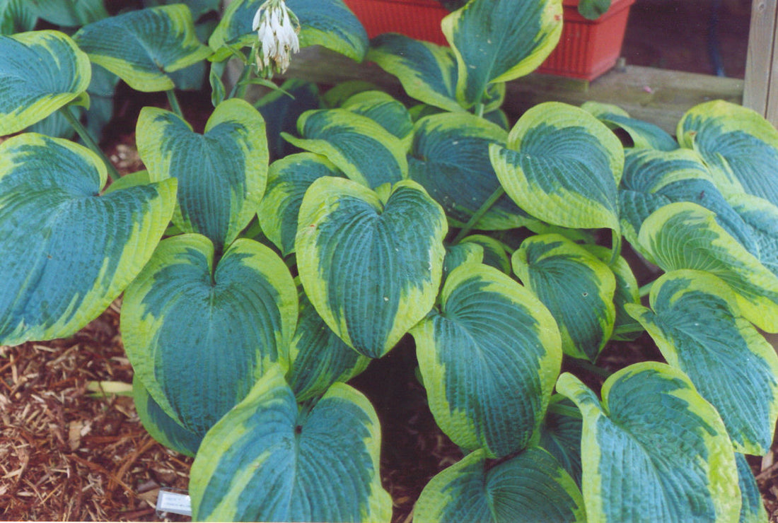 HOSTA &
