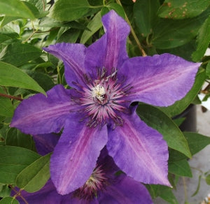 CLEMATIS &